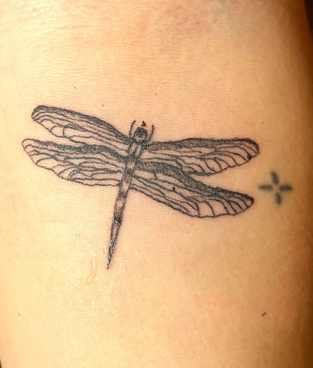 dragonfly